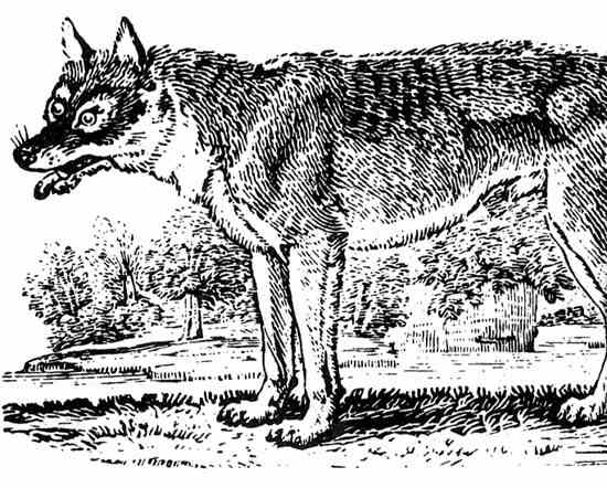 News Bit: Wolf Tracking Collars Suspended
